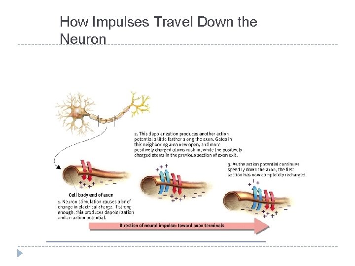How Impulses Travel Down the Neuron 