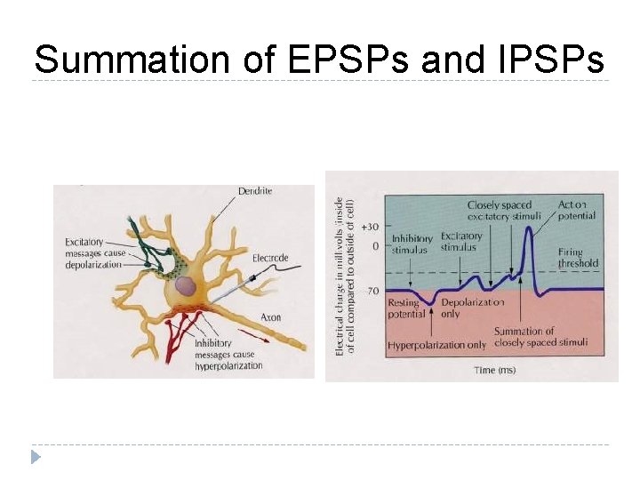 Summation of EPSPs and IPSPs 