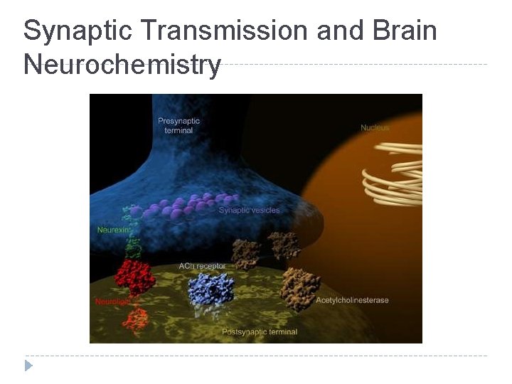 Synaptic Transmission and Brain Neurochemistry 