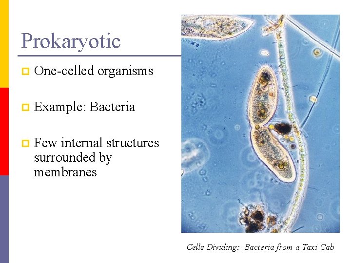 Prokaryotic p One-celled organisms p Example: Bacteria p Few internal structures surrounded by membranes