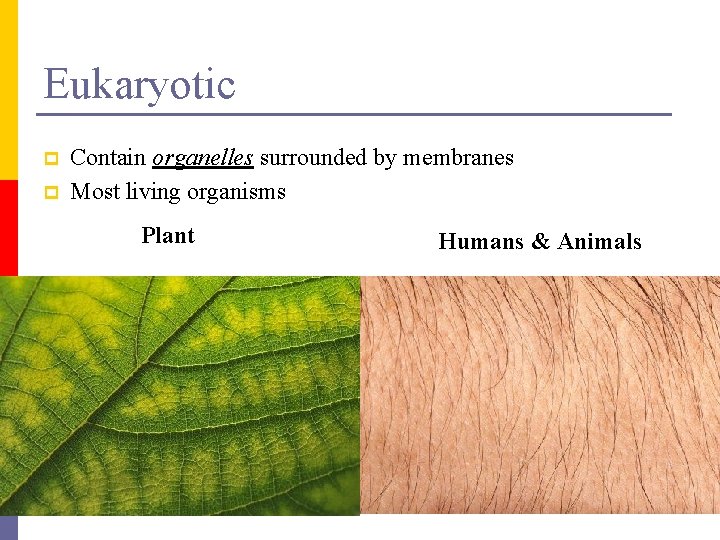 Eukaryotic p p Contain organelles surrounded by membranes Most living organisms Plant Humans &
