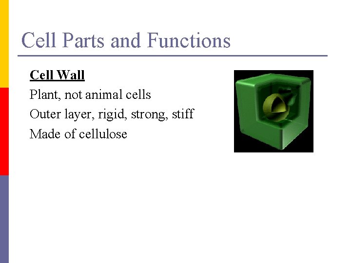 Cell Parts and Functions Cell Wall Plant, not animal cells Outer layer, rigid, strong,