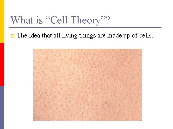 What is “Cell Theory”? p The idea that all living things are made up