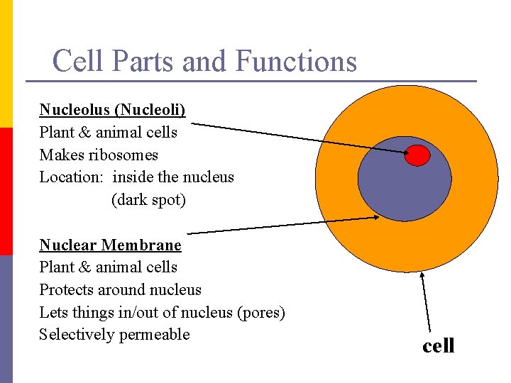 Cell Parts and Functions Nucleolus (Nucleoli) Plant & animal cells Makes ribosomes Location: inside