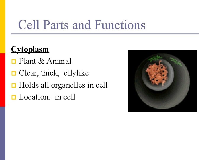 Cell Parts and Functions Cytoplasm p Plant & Animal p Clear, thick, jellylike p