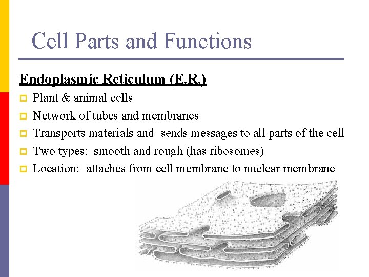 Cell Parts and Functions Endoplasmic Reticulum (E. R. ) p p p Plant &