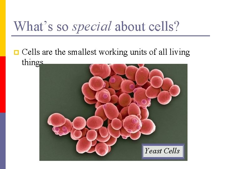 What’s so special about cells? p Cells are the smallest working units of all