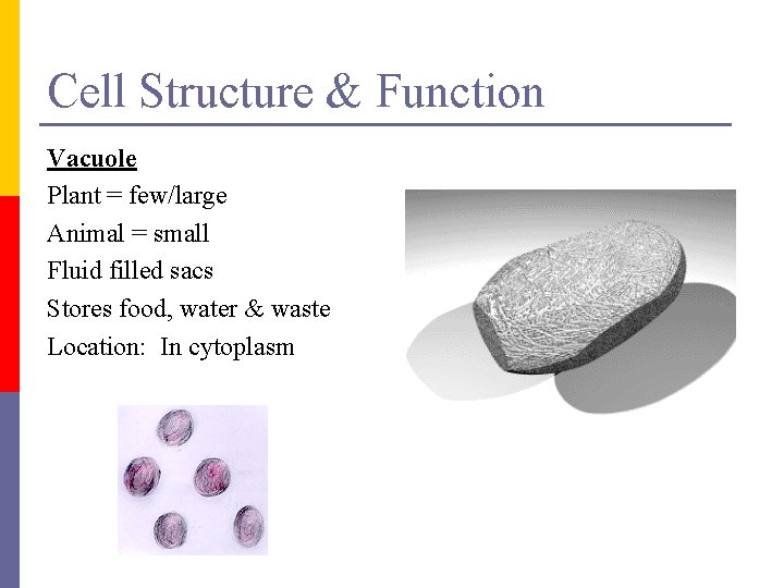 Cell Structure & Function Vacuole Plant = few/large Animal = small Fluid filled sacs