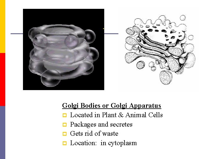 Golgi Bodies or Golgi Apparatus p Located in Plant & Animal Cells p Packages