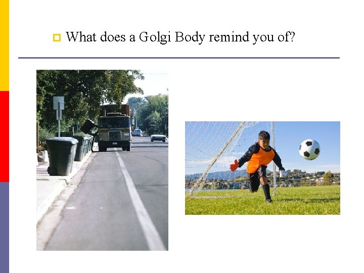 p What does a Golgi Body remind you of? 