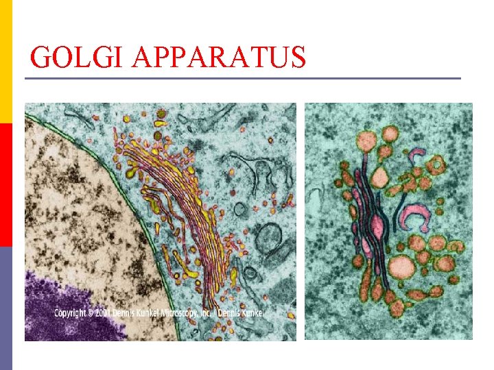 GOLGI APPARATUS 