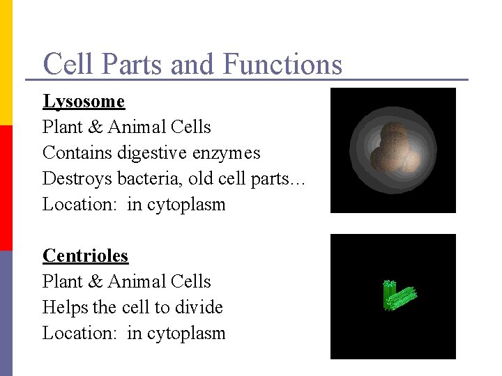 Cell Parts and Functions Lysosome Plant & Animal Cells Contains digestive enzymes Destroys bacteria,