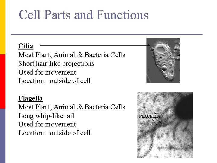 Cell Parts and Functions Cilia Most Plant, Animal & Bacteria Cells Short hair-like projections