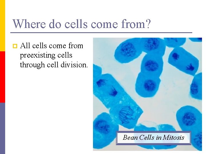 Where do cells come from? p All cells come from preexisting cells through cell