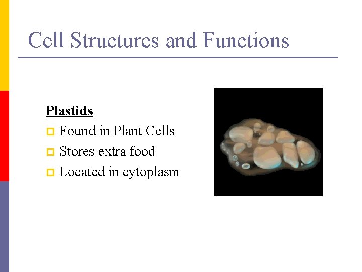 Cell Structures and Functions Plastids p Found in Plant Cells p Stores extra food