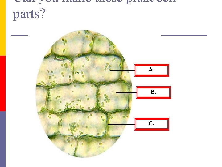 Can you name these plant cell parts? A. B. C. 