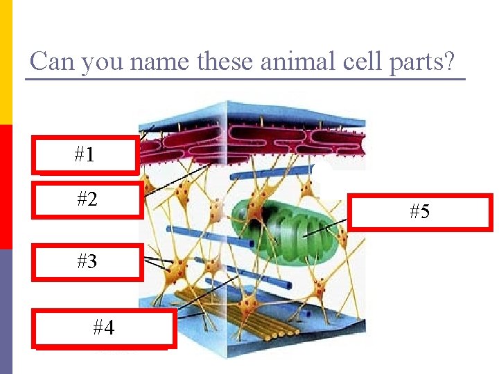 Can you name these animal cell parts? Cell Membrane #1 #2 Rough E. R.