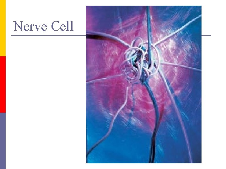 Nerve Cell 