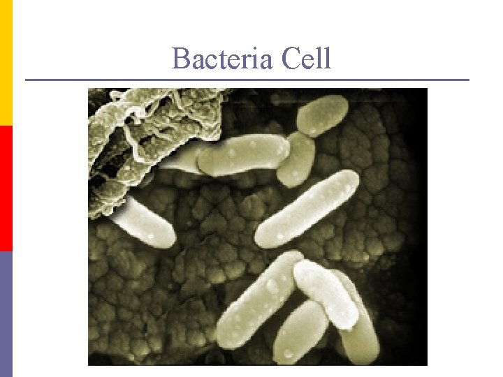 Bacteria Cell 