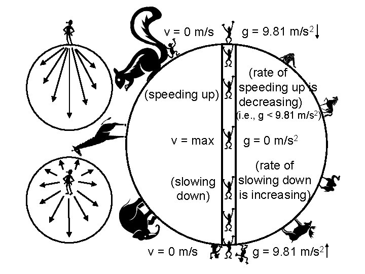 v = 0 m/s (speeding up) g = 9. 81 m/s 2 (rate of