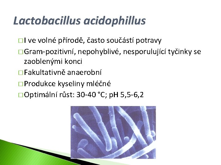 Lactobacillus acidophillus �I ve volné přírodě, často součástí potravy � Gram-pozitivní, nepohyblivé, nesporulující tyčinky