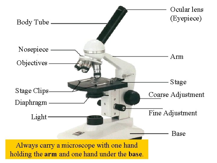 Body Tube Nosepiece Objectives Ocular lens (Eyepiece) Arm Stage Clips Diaphragm Light Coarse Adjustment