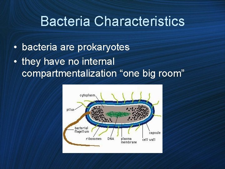 Bacteria Characteristics • bacteria are prokaryotes • they have no internal compartmentalization “one big