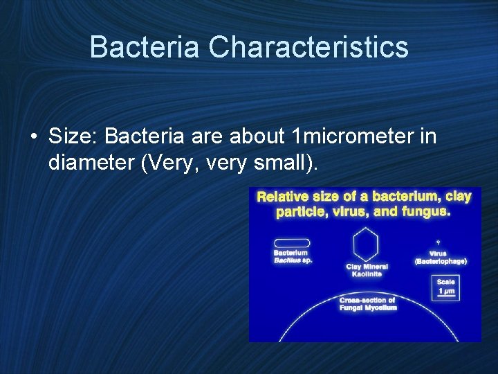 Bacteria Characteristics • Size: Bacteria are about 1 micrometer in diameter (Very, very small).