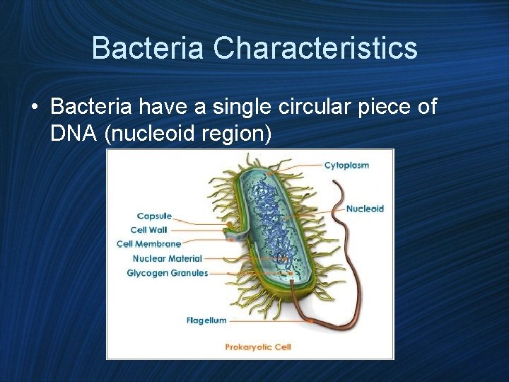 Bacteria Characteristics • Bacteria have a single circular piece of DNA (nucleoid region) 