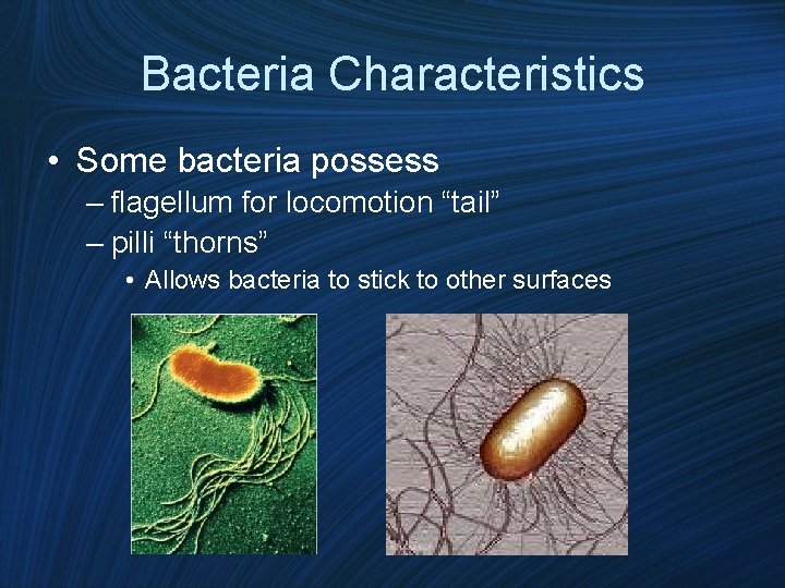 Bacteria Characteristics • Some bacteria possess – flagellum for locomotion “tail” – pilli “thorns”
