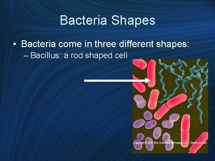 Bacteria Shapes • Bacteria come in three different shapes: – Bacillus: a rod shaped