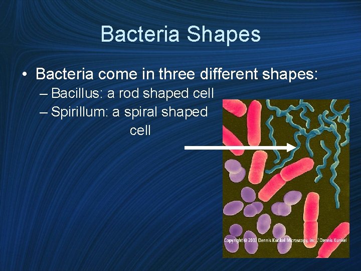 Bacteria Shapes • Bacteria come in three different shapes: – Bacillus: a rod shaped