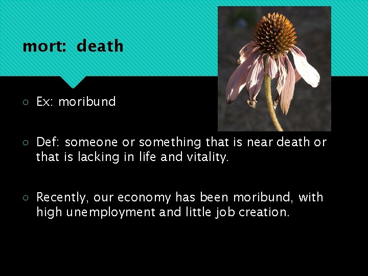 mort: death ○ Ex: moribund ○ Def: someone or something that is near death