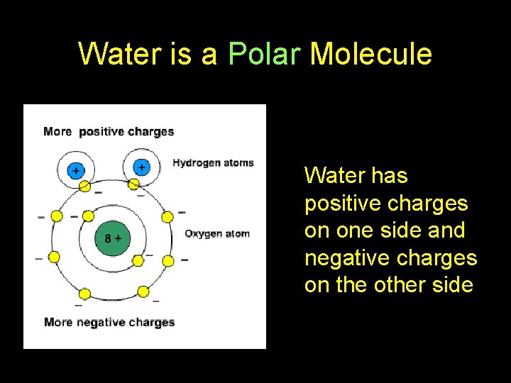 Water is a Polar Molecule Water has positive charges on one side and negative