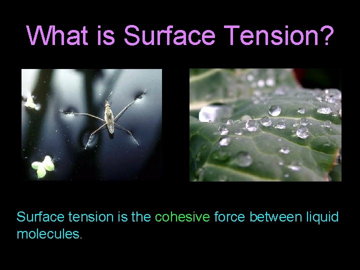 What is Surface Tension? Surface tension is the cohesive force between liquid molecules. 