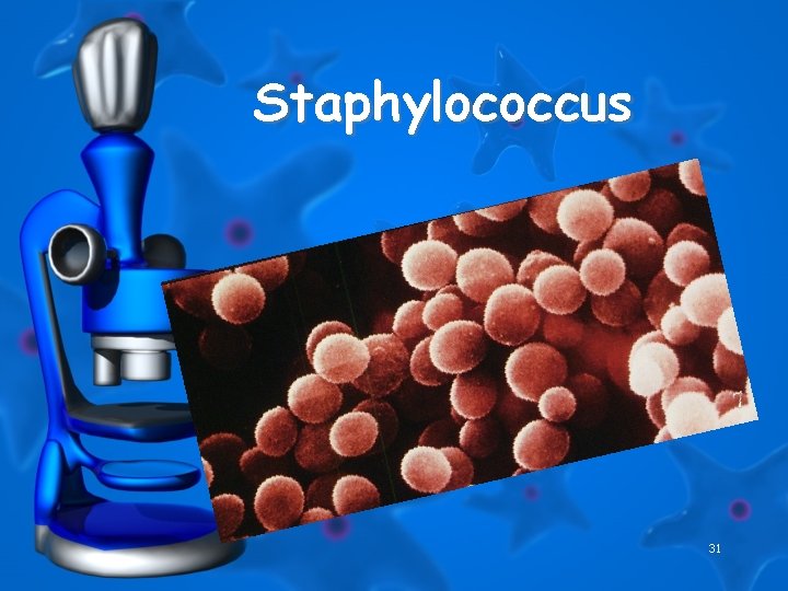 Staphylococcus 31 