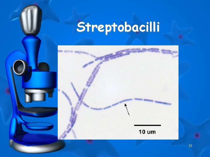 Streptobacilli 33 