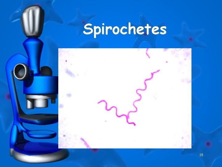 Spirochetes 35 