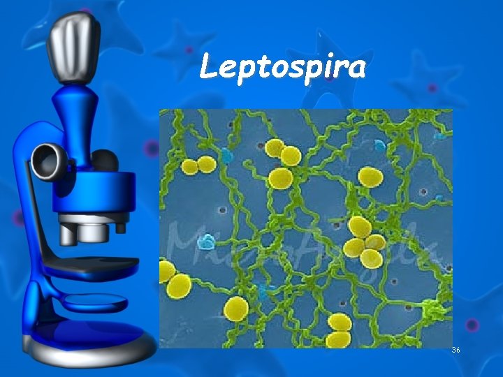 Leptospira 36 