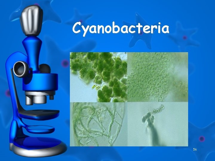 Cyanobacteria 56 