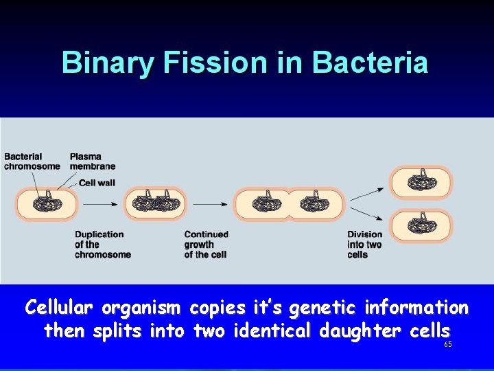 Cellular organism copies it’s genetic information then splits into two identical daughter cells 65
