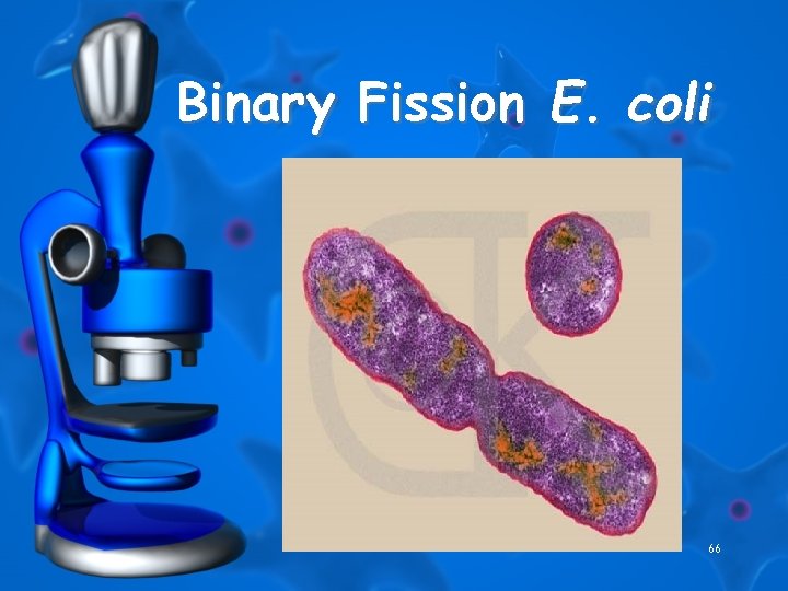 Binary Fission E. coli 66 