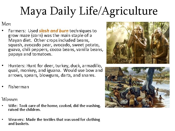 Maya Daily Life/Agriculture Men • Farmers: Used slash and burn techniques to grow maze
