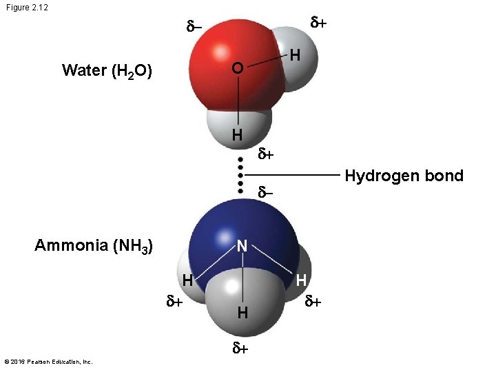 Figure 2. 12 H O Water (H 2 O) H Hydrogen bond Ammonia (NH