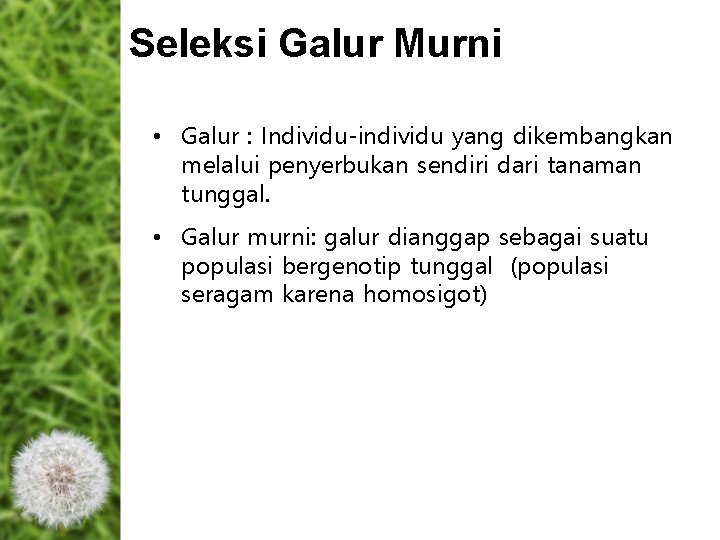 Seleksi Galur Murni • Galur : Individu-individu yang dikembangkan melalui penyerbukan sendiri dari tanaman Seleksi Galur Murni • Galur : Individu-individu yang dikembangkan melalui penyerbukan sendiri dari tanaman