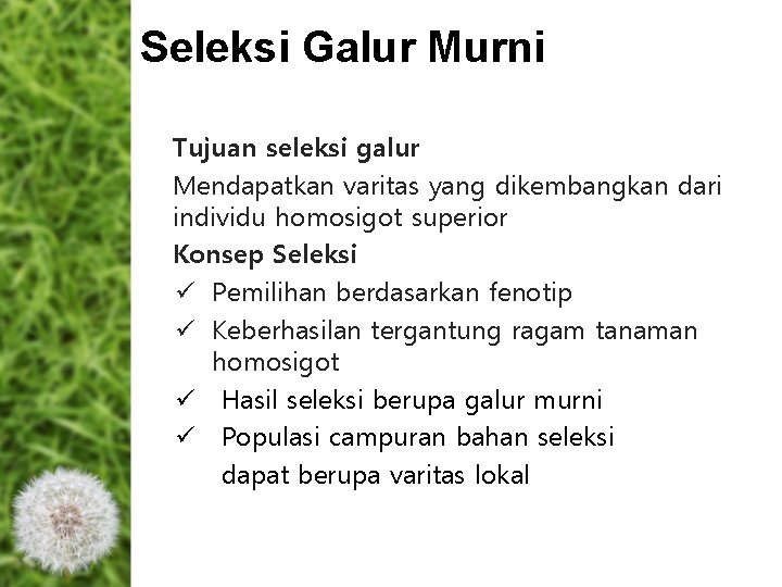Seleksi Galur Murni Tujuan seleksi galur Mendapatkan varitas yang dikembangkan dari individu homosigot superior Seleksi Galur Murni Tujuan seleksi galur Mendapatkan varitas yang dikembangkan dari individu homosigot superior