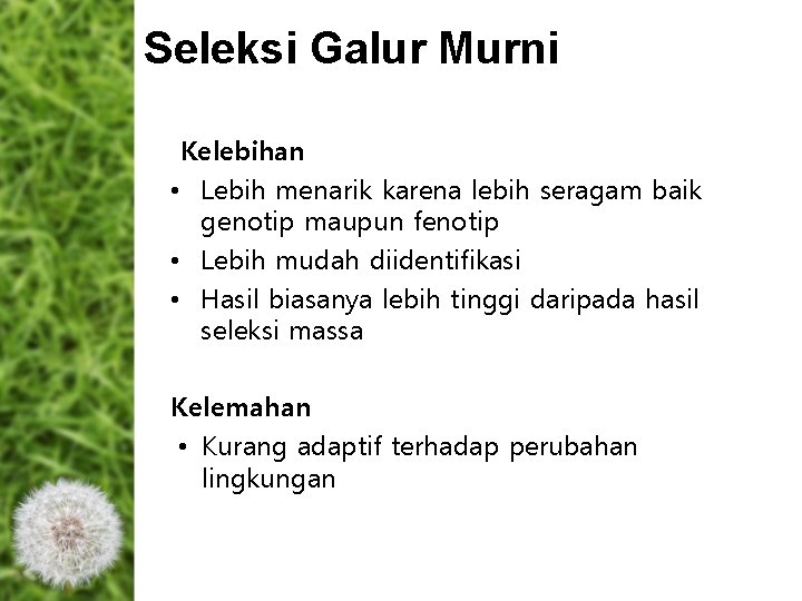 Seleksi Galur Murni Kelebihan • Lebih menarik karena lebih seragam baik genotip maupun fenotip Seleksi Galur Murni Kelebihan • Lebih menarik karena lebih seragam baik genotip maupun fenotip
