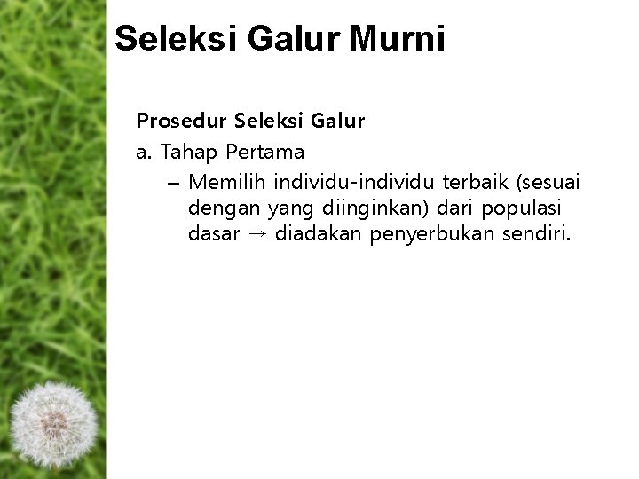 Seleksi Galur Murni Prosedur Seleksi Galur a. Tahap Pertama – Memilih individu-individu terbaik (sesuai Seleksi Galur Murni Prosedur Seleksi Galur a. Tahap Pertama – Memilih individu-individu terbaik (sesuai