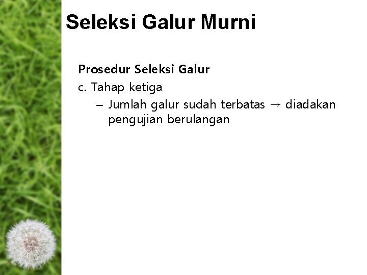 Seleksi Galur Murni Prosedur Seleksi Galur c. Tahap ketiga – Jumlah galur sudah terbatas Seleksi Galur Murni Prosedur Seleksi Galur c. Tahap ketiga – Jumlah galur sudah terbatas