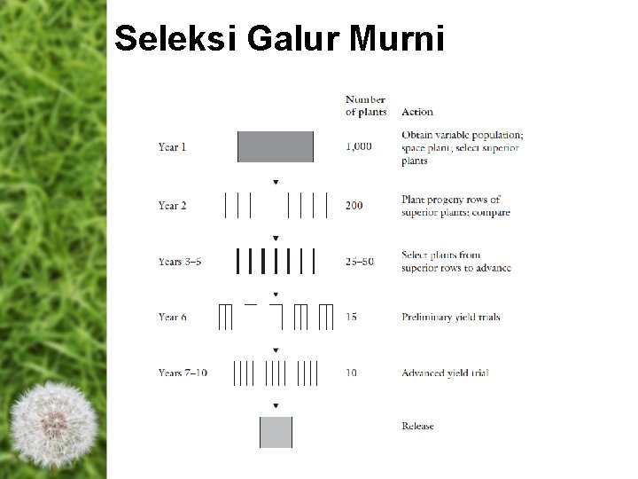 Seleksi Galur Murni Seleksi Galur Murni